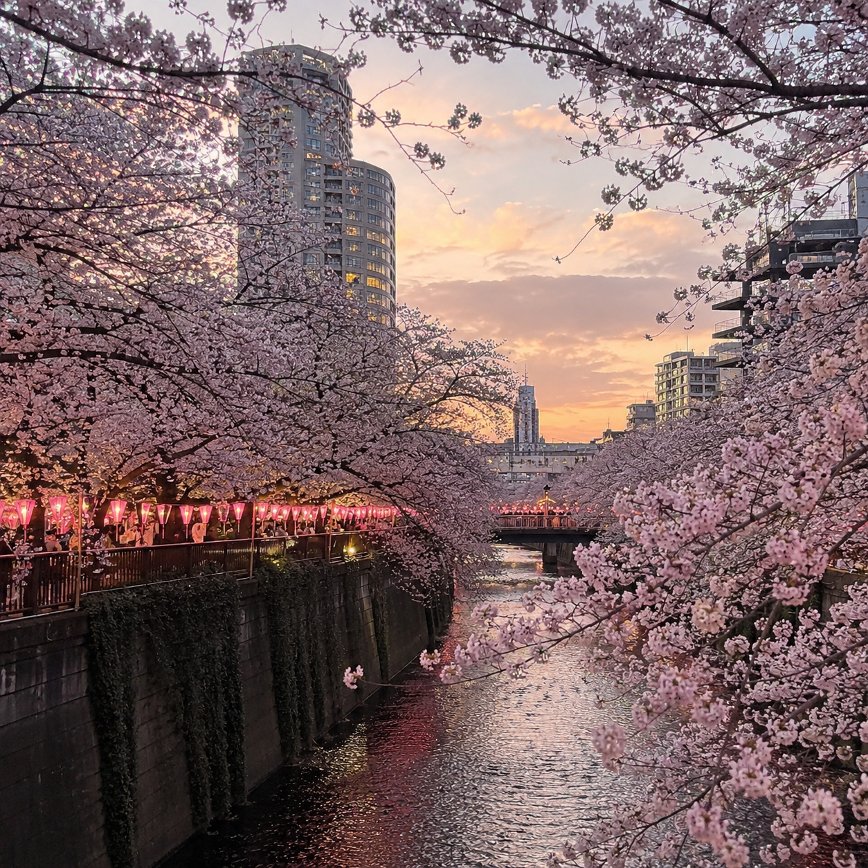 Tokyo sakura